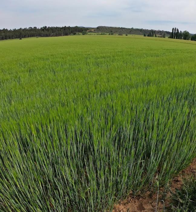 Casa Rural Guadiela II San Pedro Palmiches Eksteriør billede